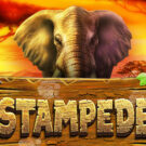 Stampede