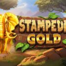 Stampede Gold