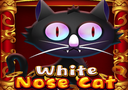 White Nose Cat